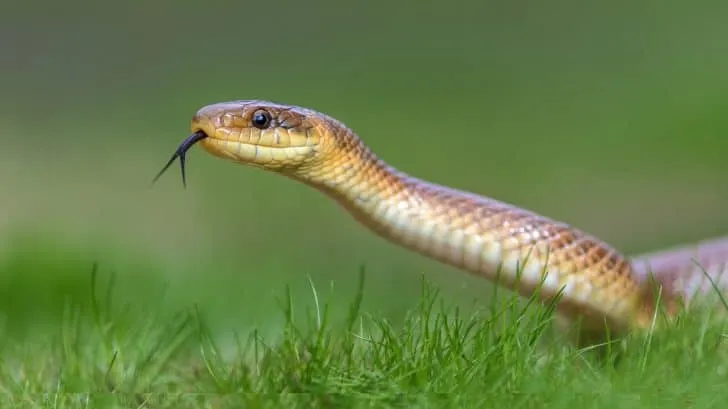 serpent venimeux — FR news