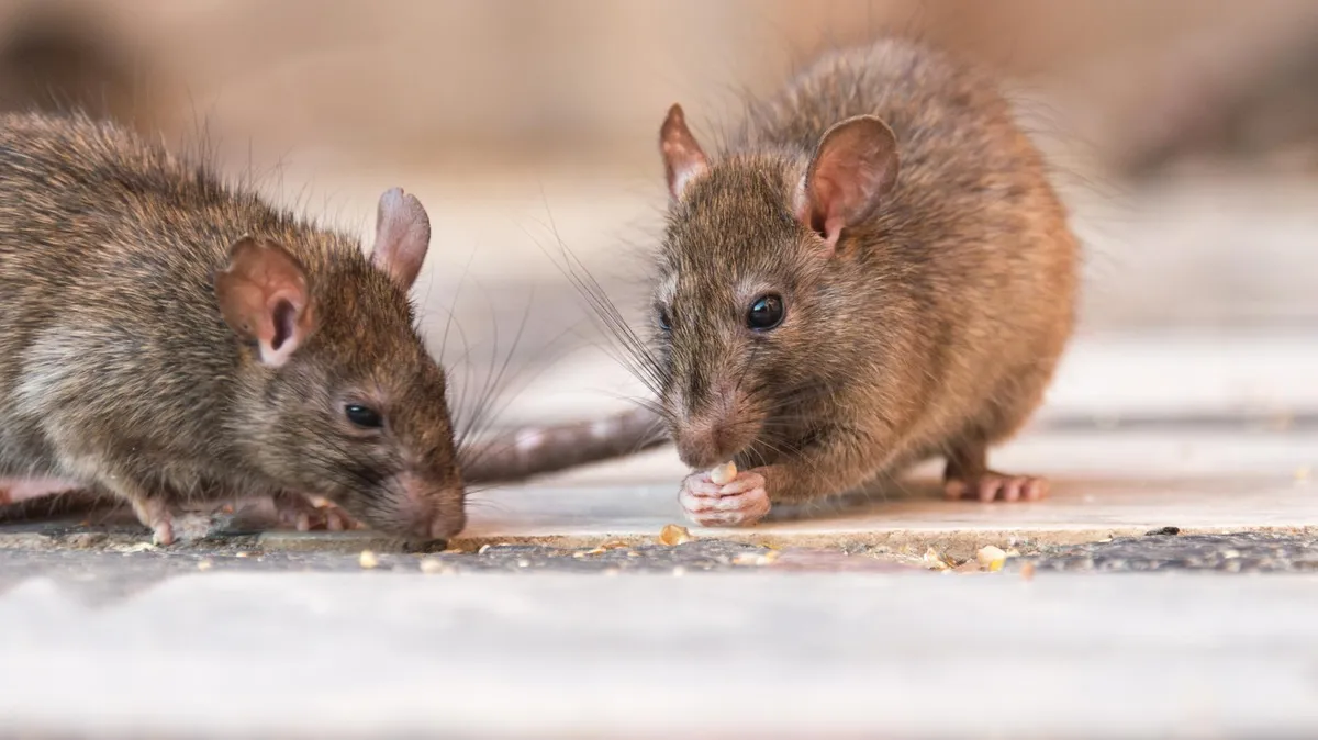 hantavirus — FR news