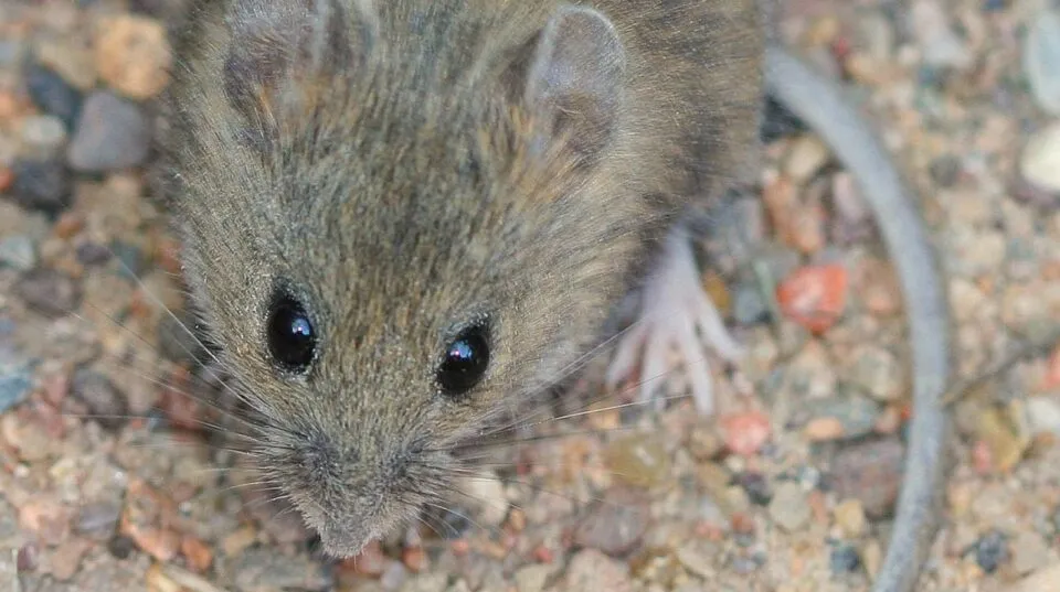 hantavirus — FR news