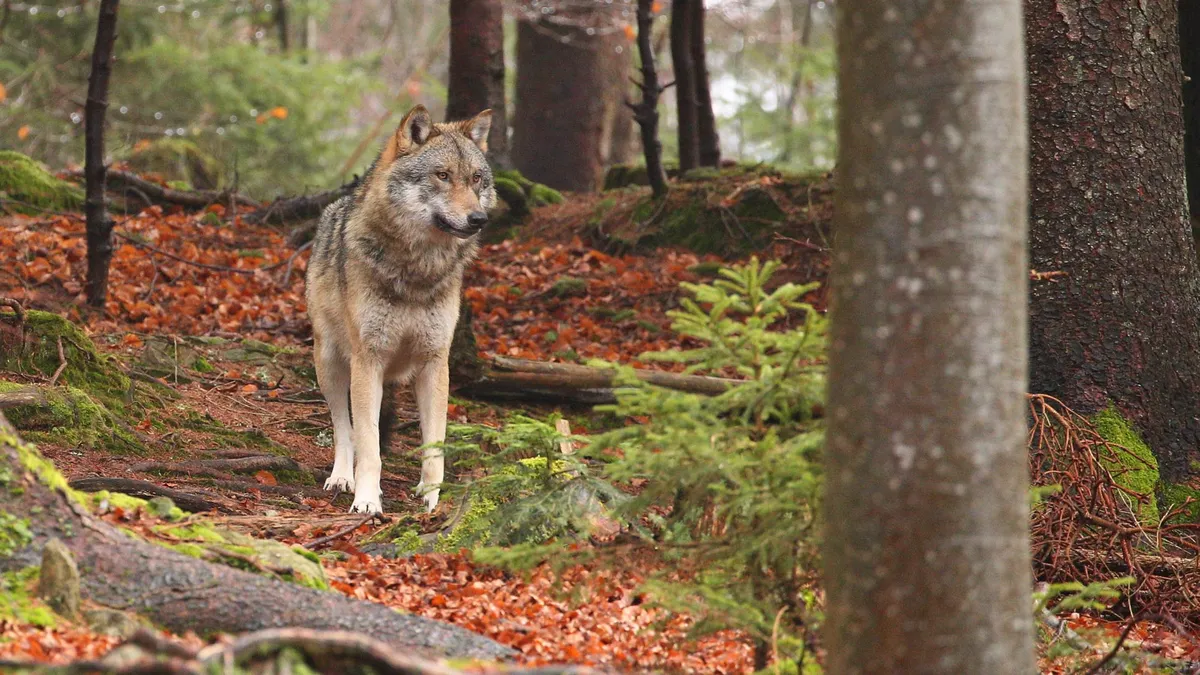 loup — FR news