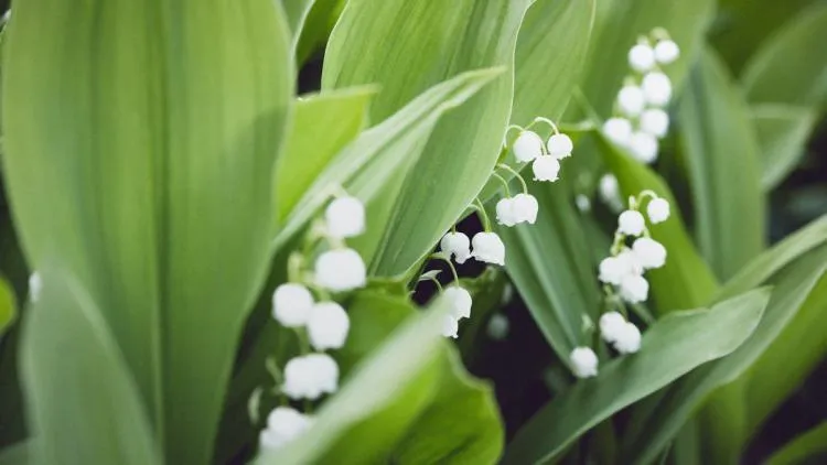 muguet de mai — FR news