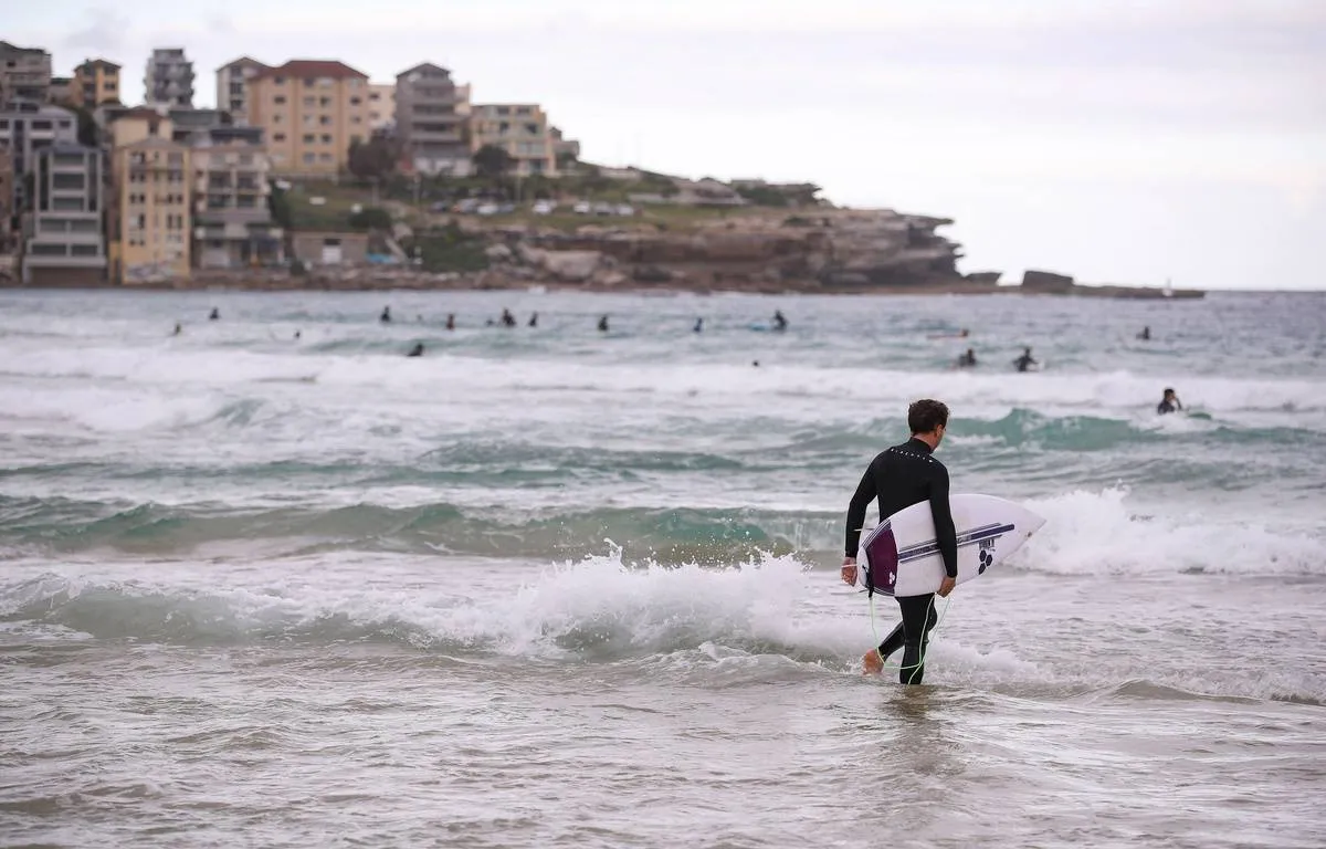 requin surfeur — FR news