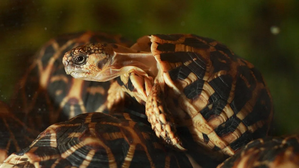 tortues — FR news